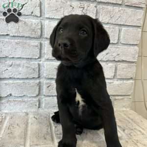 Black lab pitbull mix puppies best sale for sale